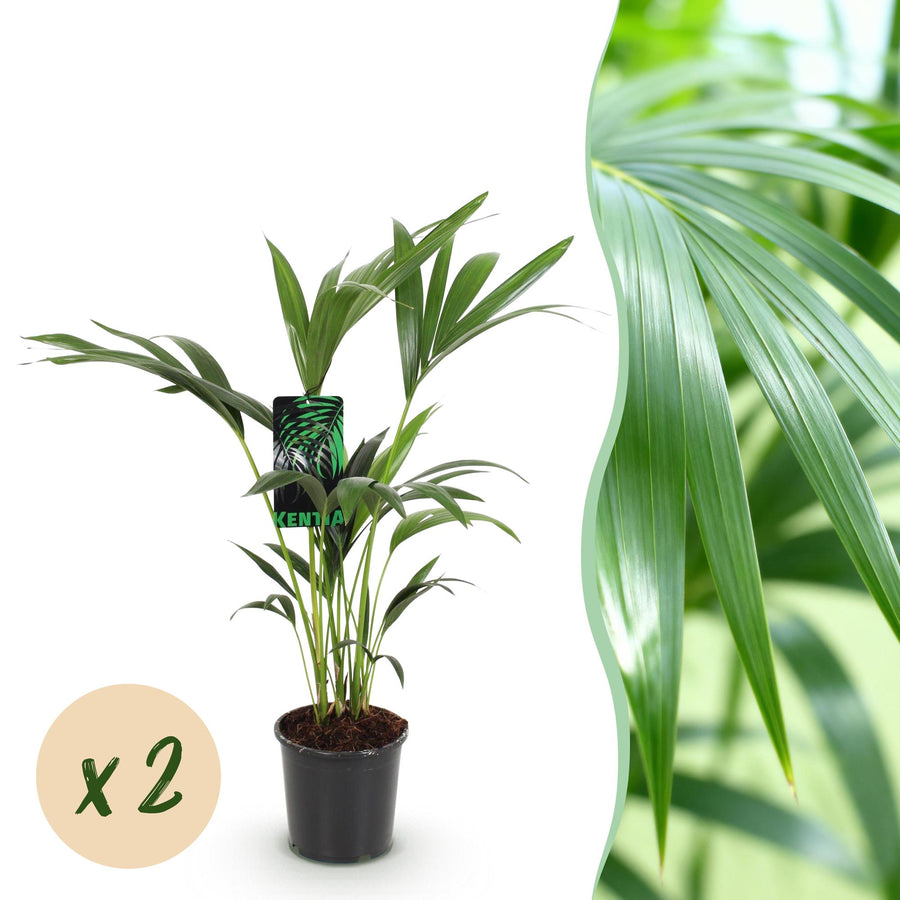 Kentia Palm (Howea forsteriana)