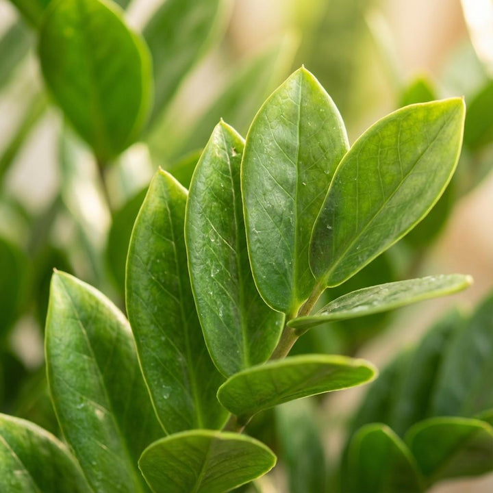 ZZ Plant (Zamioculcas zamiifolia), detail view 2