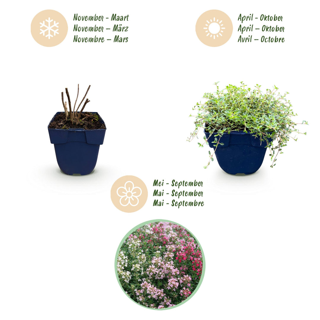 Thymus Tricolour thyme ground cover plants, pack of 24, image 4