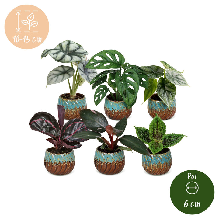 6x Baby Jungle Mix tropical indoor plants in Ø6cm growing pots, image 5