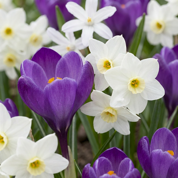 400x Bulb Shade Garden - Jardin d'ombre aux bulbes - Divers - Floraison estivale - Calibre 10/12