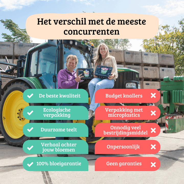 Flowerbulbs Amsterdam - 24 dahlia ralphie tubers for 4 m², shimmering orange flowers