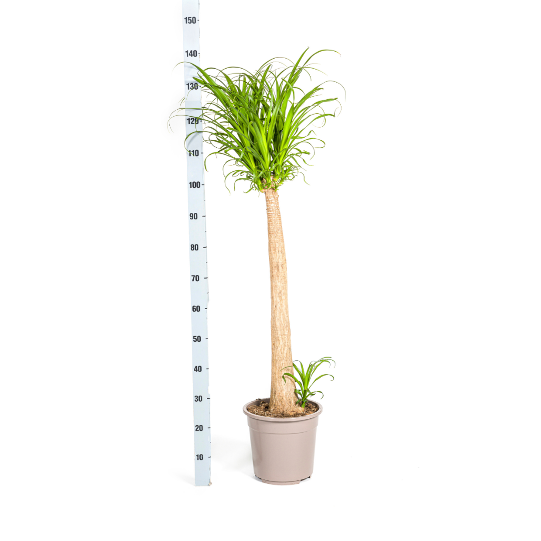 Beaucarnea Recurvata Stem 110-130cm — Ponytail Palm in 27cm pot