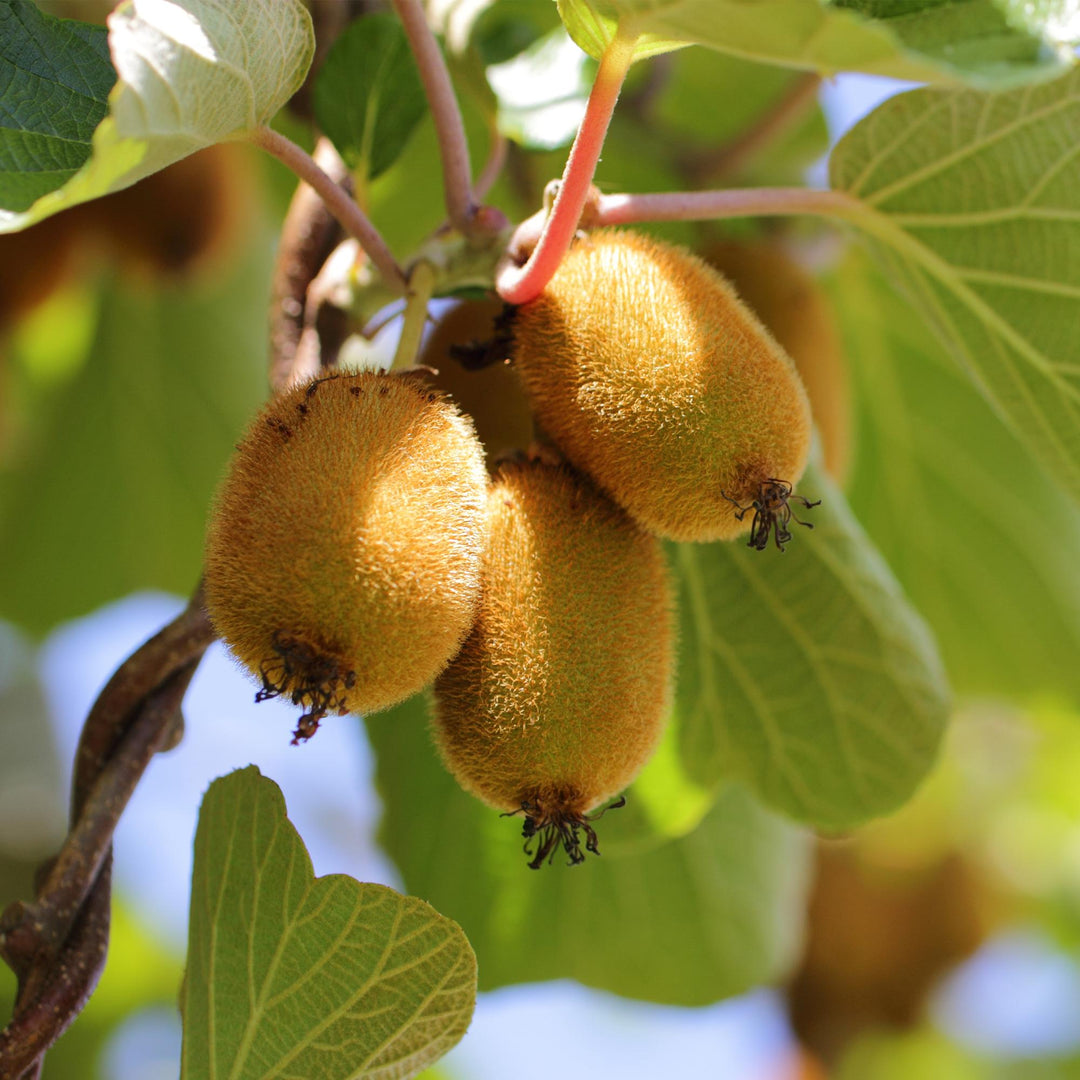 Hardy kiwi plants (Actinidia), view 5