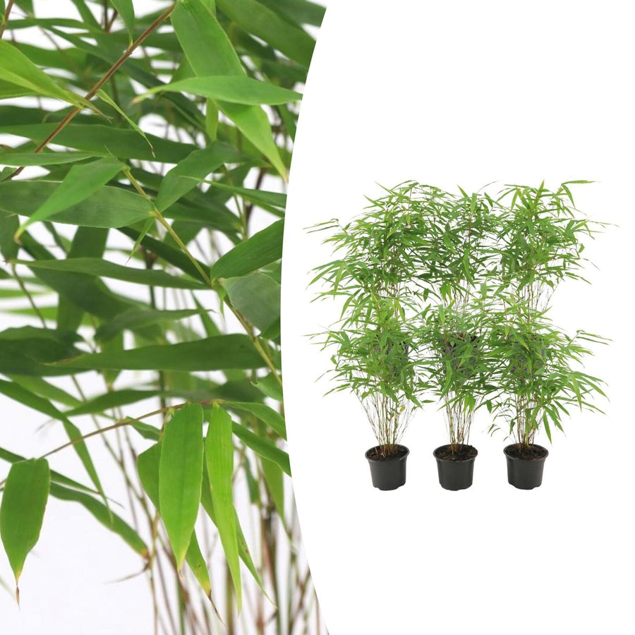 Green Fargesia Rufa clumping bamboo plants in 6-pack, ideal for containers and cold climates, by Everspring.