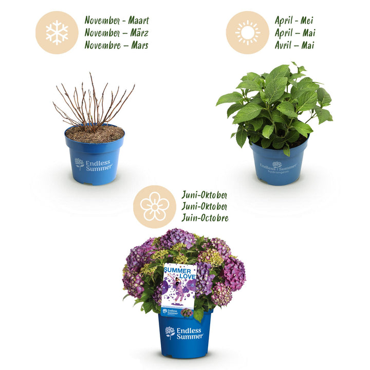8 Hydrangea macrophylla Endless Summer Summer Love Purple plants in 14cm pots - view 4