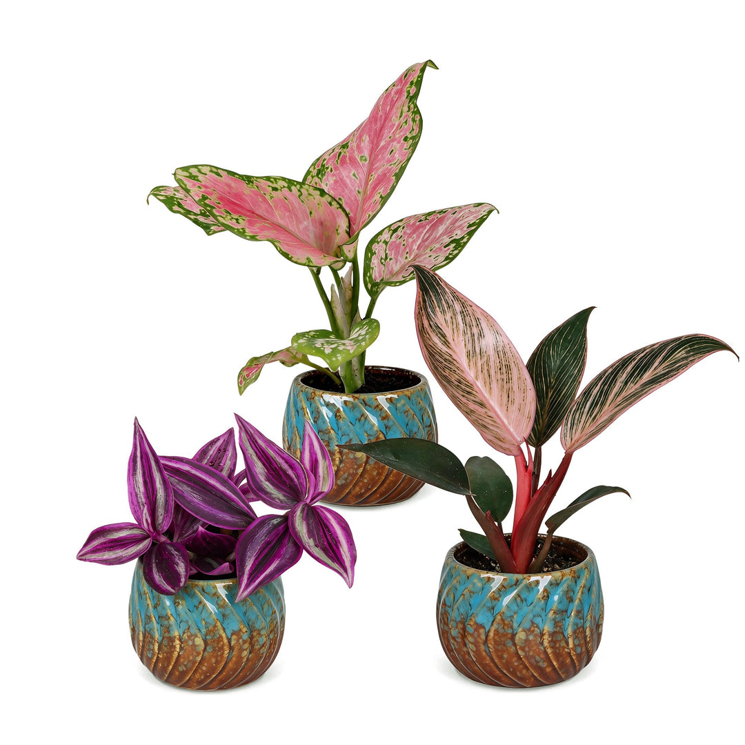 3x Baby Paradise Mix houseplants in 6cm pots, image 2