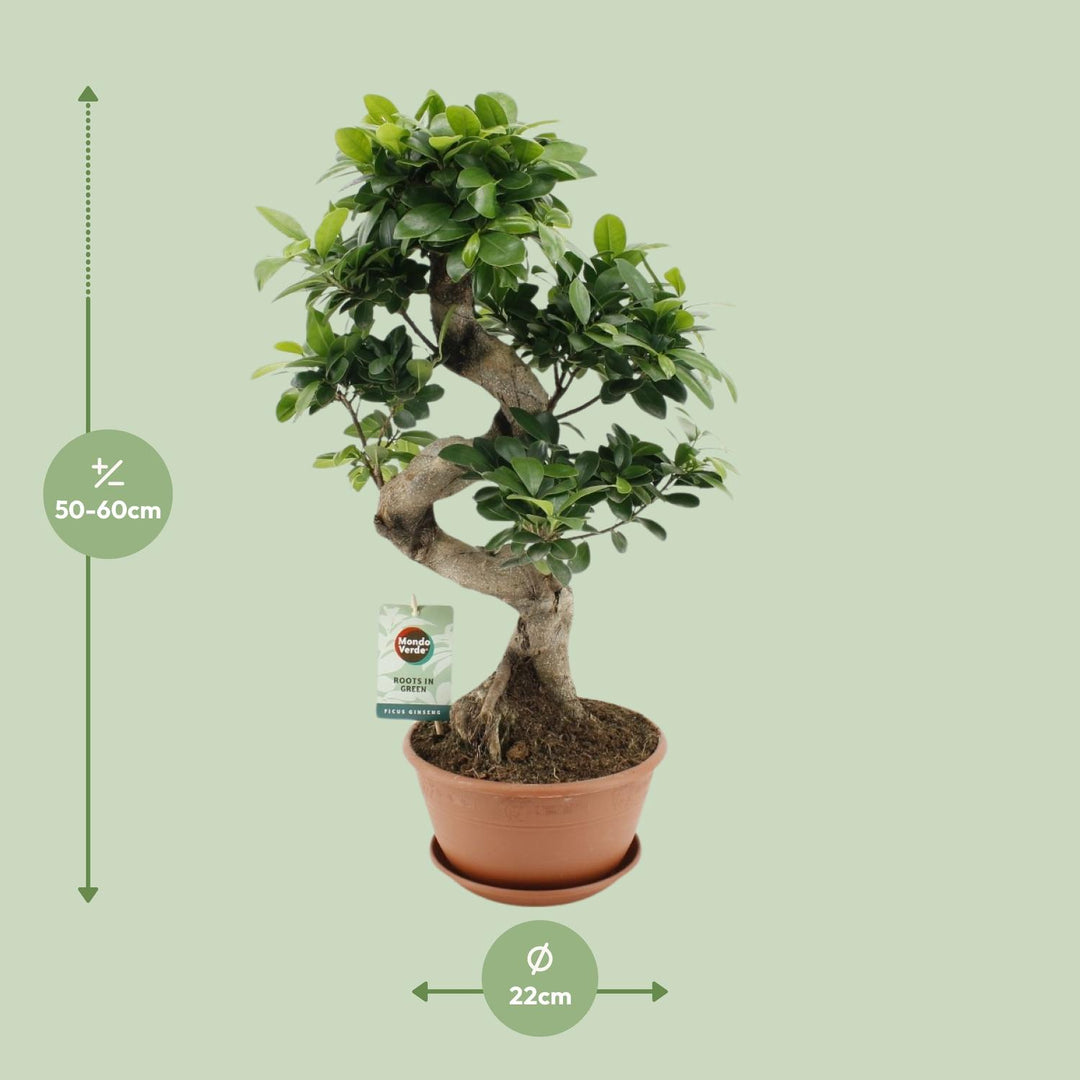 Ficus Ginseng Plant 60cm - Low Light Indoor Houseplant 22cm Pot