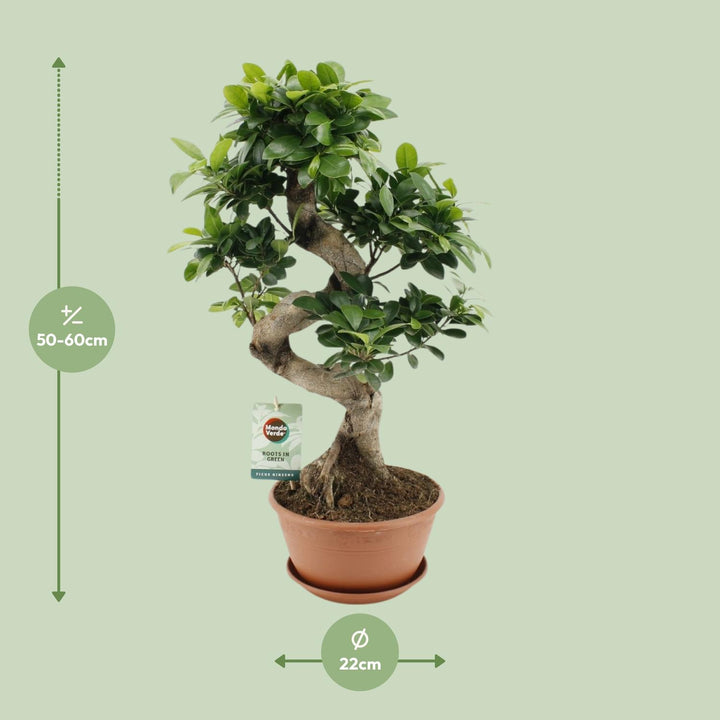 Ficus Ginseng Plant 60cm - Low Light Indoor Houseplant 22cm Pot