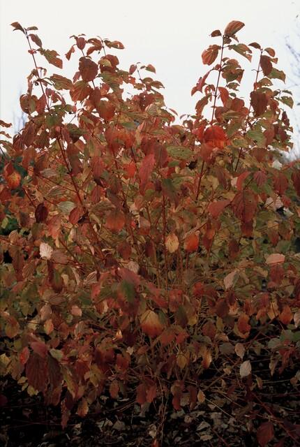 Cornus Sanguinea Midwinter Fire - Winter Stem Dogwood Plants