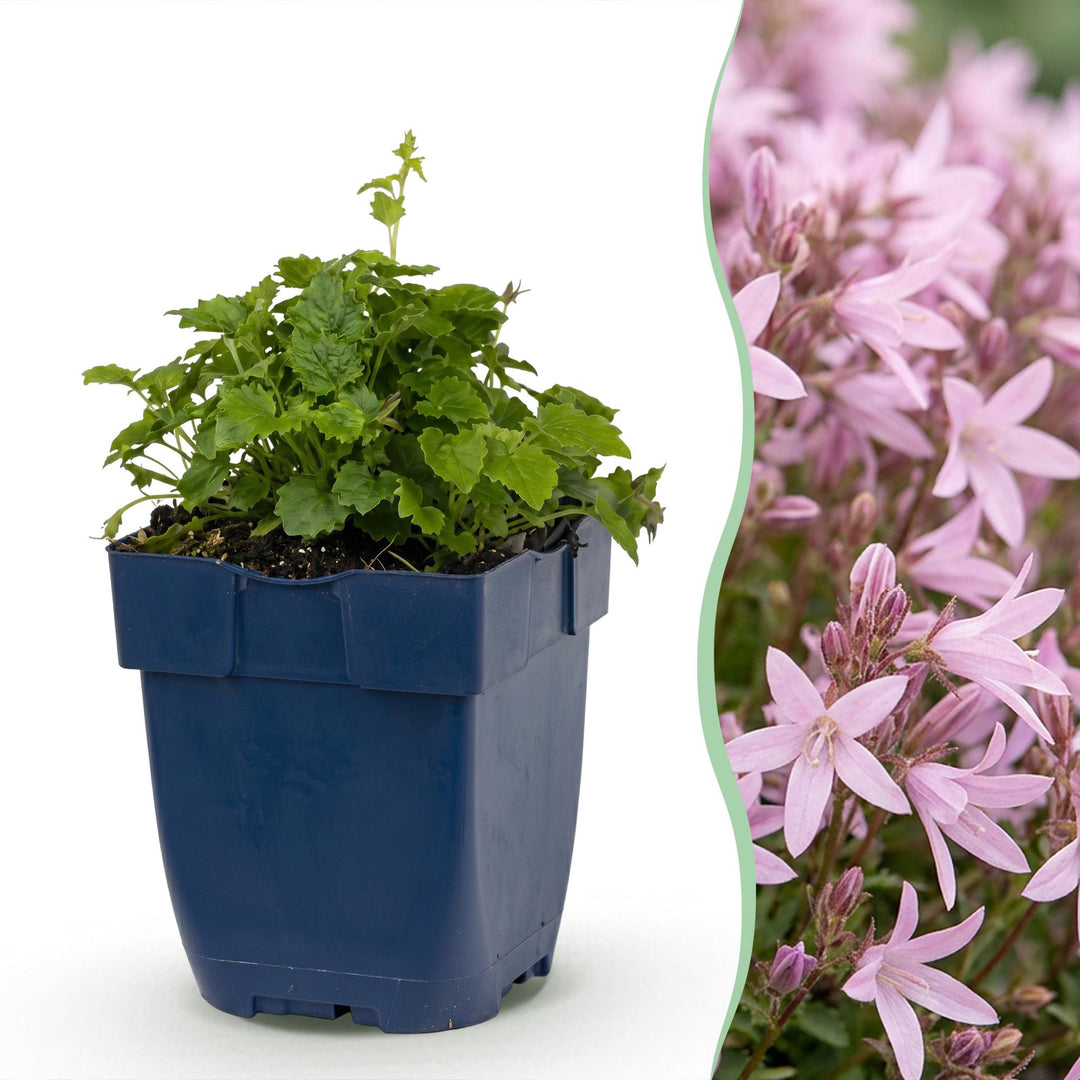 24 Campanula poscharskyana 'Lisduggan Variety' plants in 11cm pots - view 2