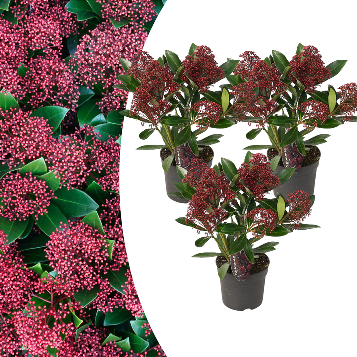 Set of 3 Skimmia ‘Rubella’ – Ø10.5 cm – ↨ 20-25 cm
