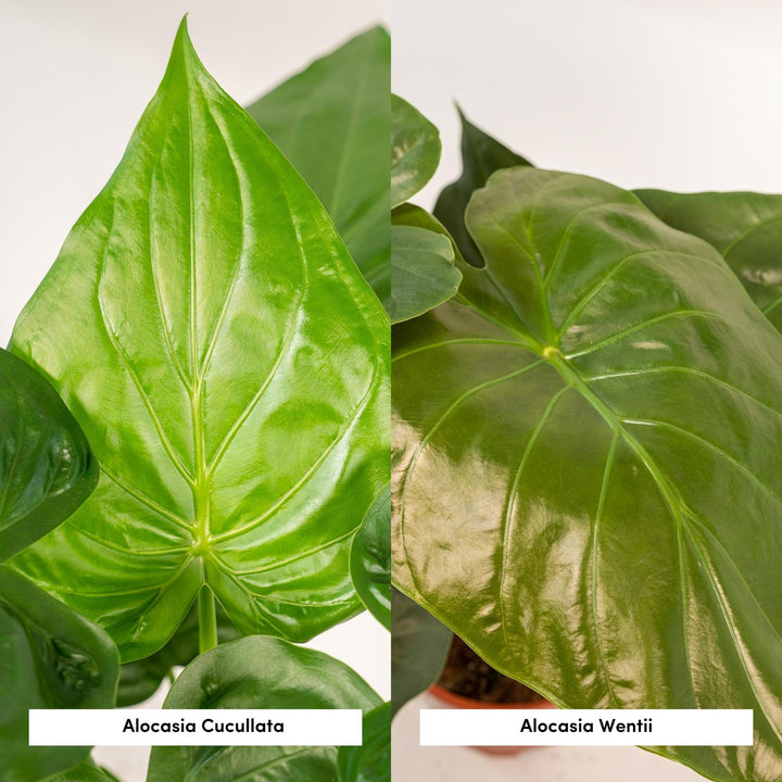Alocasia Cucullata & Wentii Duo - Indoor Air Purifying Plants Set