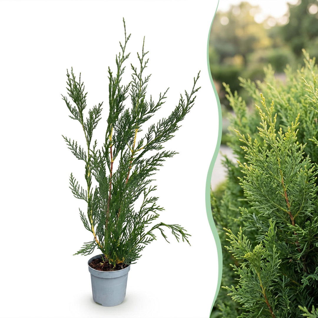 Cupressocyparis leylandii 2011 hedge plants, pack of 24, image 3