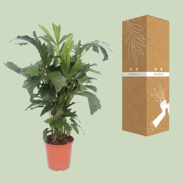 Caryota Mitis Fishtail Palm 110cm - Air Purifying Indoor Plant