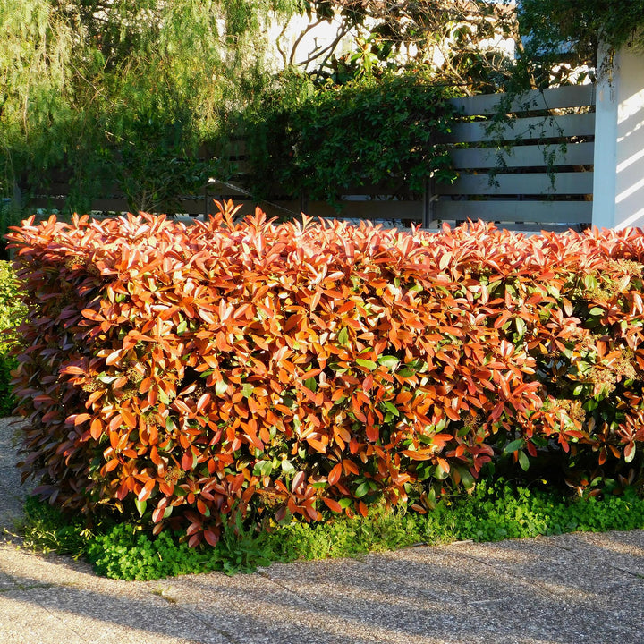 Photinia fraseri Red Robin hedge plants, pack of 6, image 4