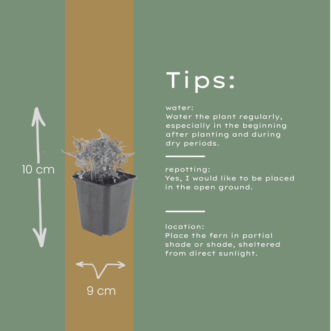 60x Polypodium vulgare - ↕10-25cm - Ø9cm