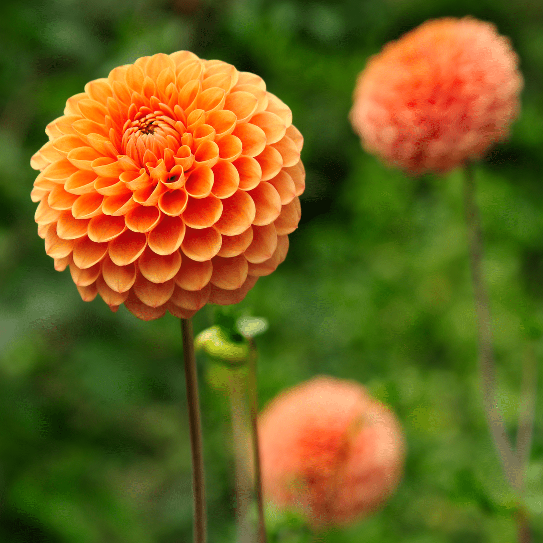 Flowerbulbs Amsterdam - 24 dahlia ralphie tubers for 4 m², shimmering orange flowers