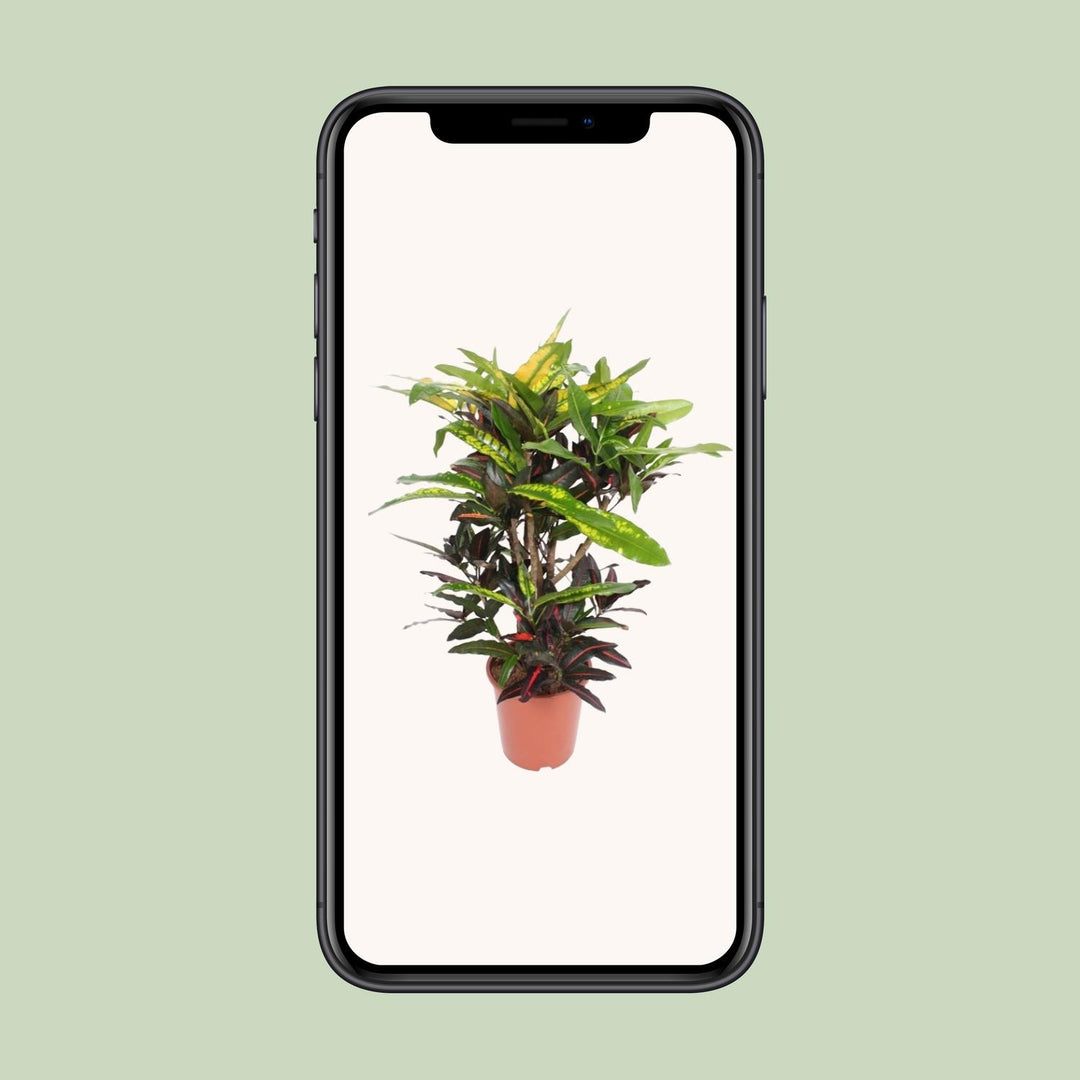 Croton Mango Plant 27cm - Codiaeum Multi-Colored Indoor Plant