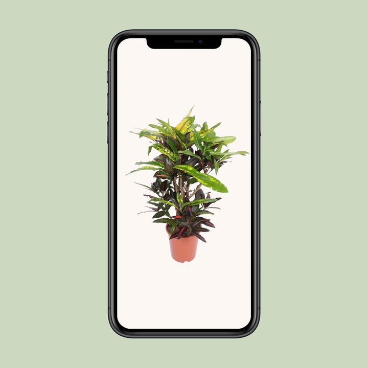Croton Mango Plant 27cm - Codiaeum Multi-Colored Indoor Plant