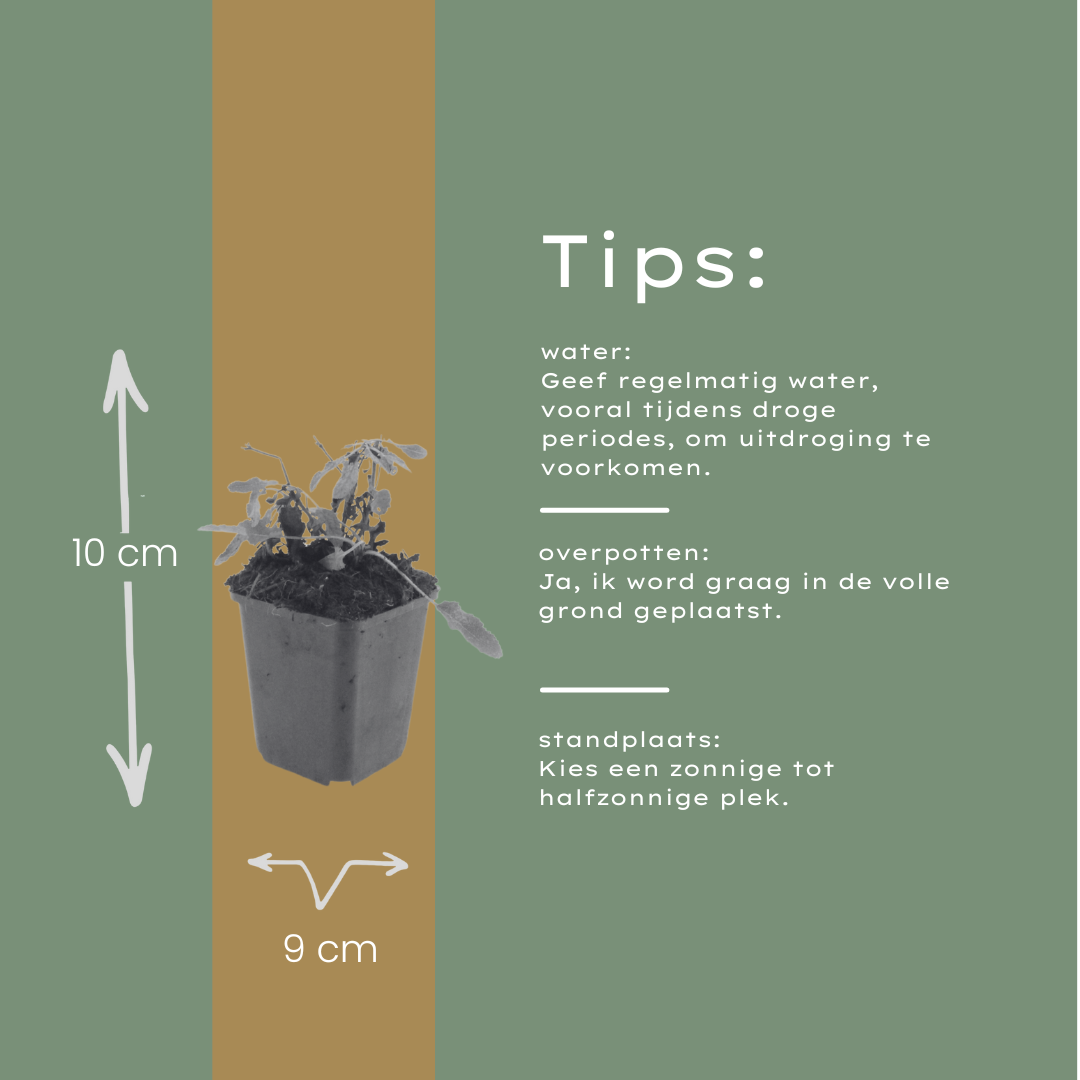 6x Salvia n. 'Schneehugel' - ↕10-25cm - Ø9cm