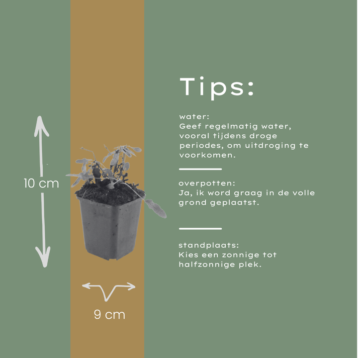 6x Salvia n. 'Schneehugel' - ↕10-25cm - Ø9cm