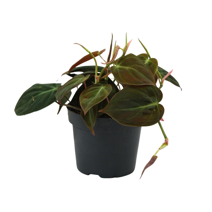 Philodendron Micans Plant - 12cm Pot Indoor Houseplant Easy Care