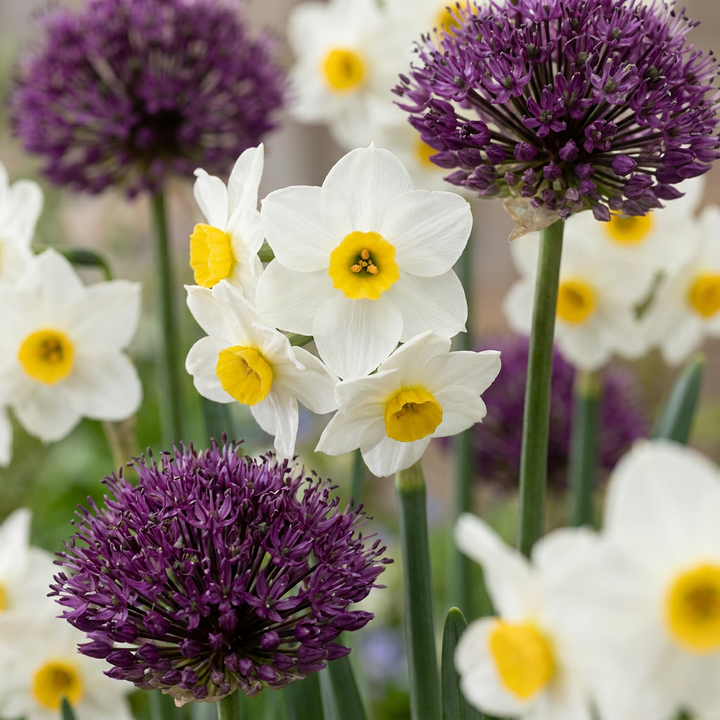280x Bulb Dry Garden - Bulbes pour jardin sec - Divers - Floraison estivale - Calibre 10/12