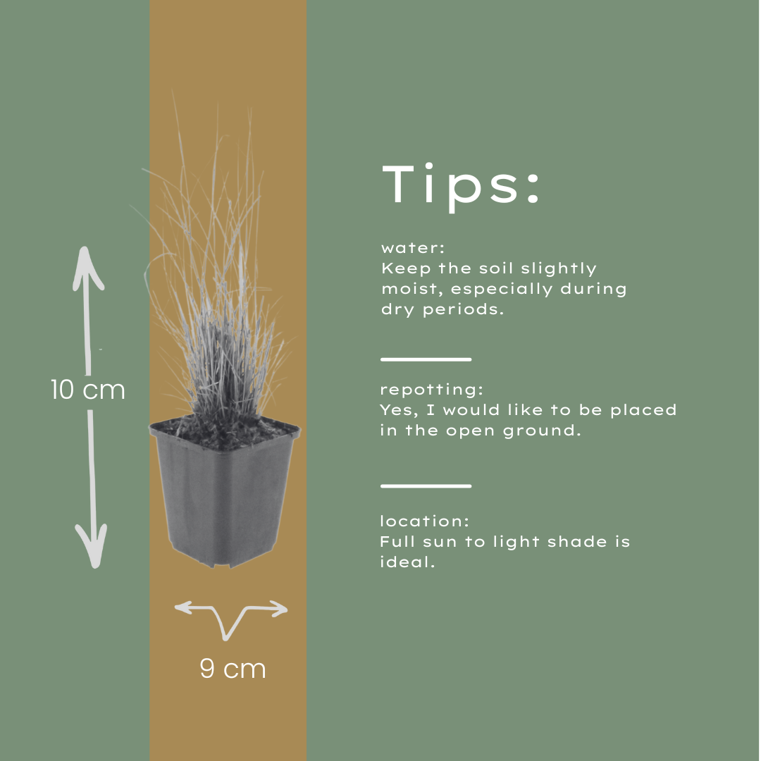 24x Calamagrostis brachytricha - ↕10-25cm - Ø9cm