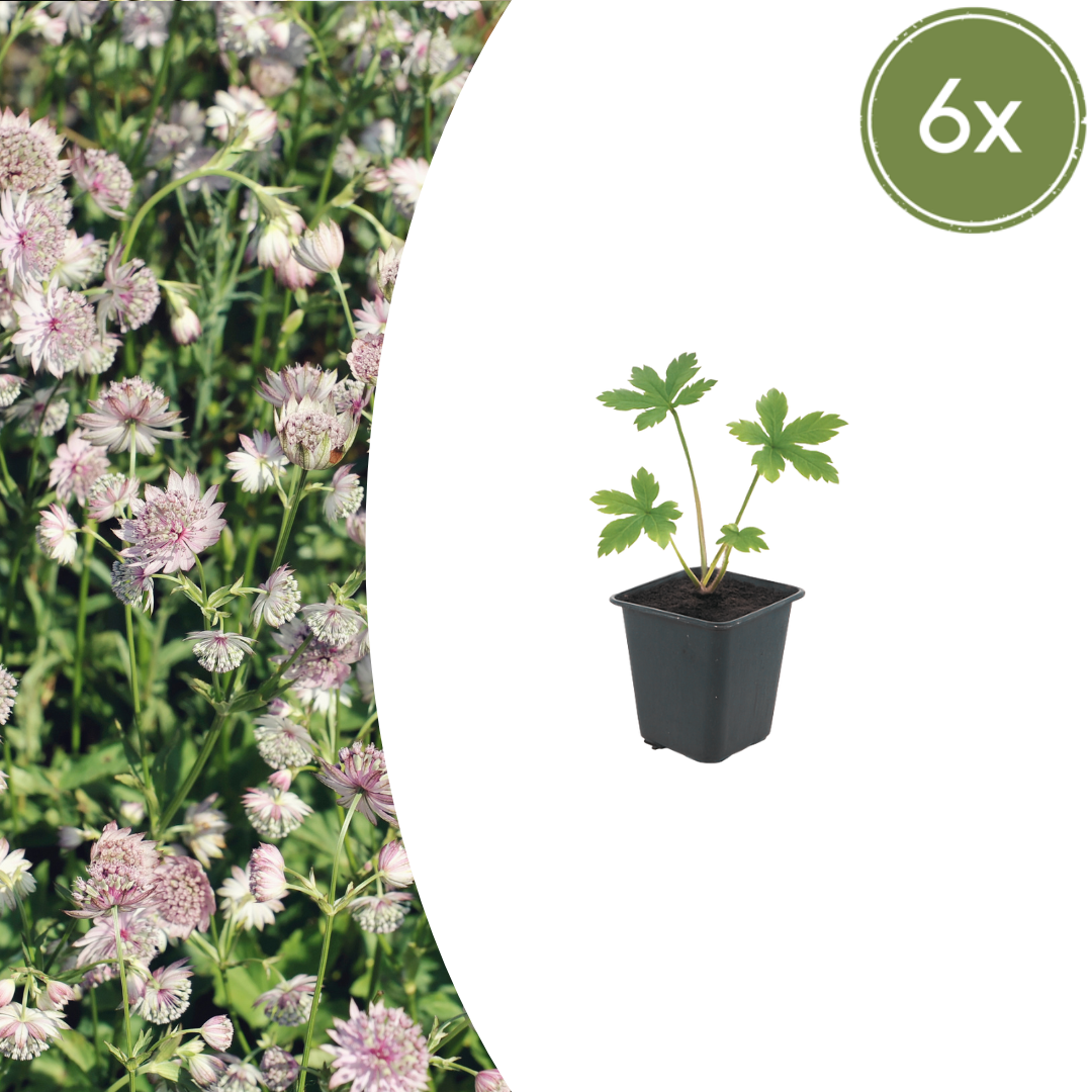 6x Astrantia major - ↕10-25cm - Ø9cm