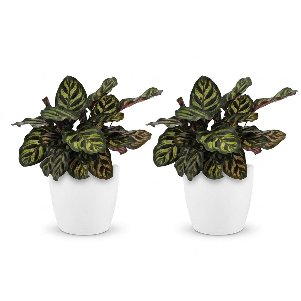 Calathea Makoyana - Peacock Plant - 2 Plants - with Potter Wit - Pot 12cm - Height - 25cm