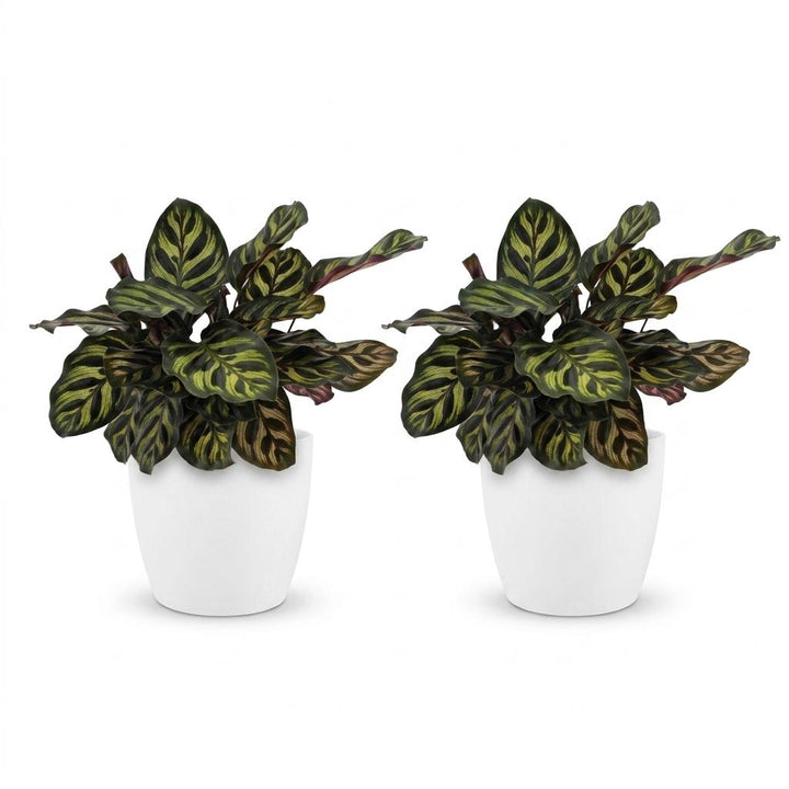 Calathea Makoyana - Peacock Plant - 2 Plants - with Potter Wit - Pot 12cm - Height - 25cm