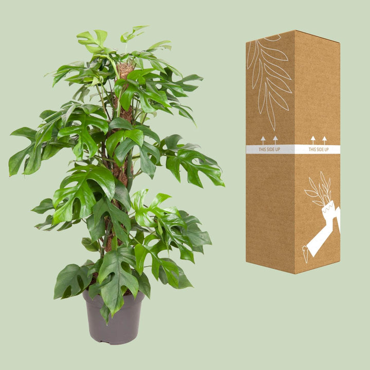 Monstera Minima Plant 80cm - Mini Monstera Swiss Cheese Plant 19cm Pot
