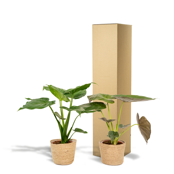 Alocasia Cucullata & Wentii Duo - Indoor Air Purifying Plants Set