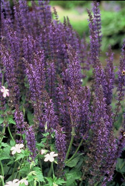 40x Salvia Mainacht - Deep Violet-Blue Perennial - 10-25cm - Ø9cm