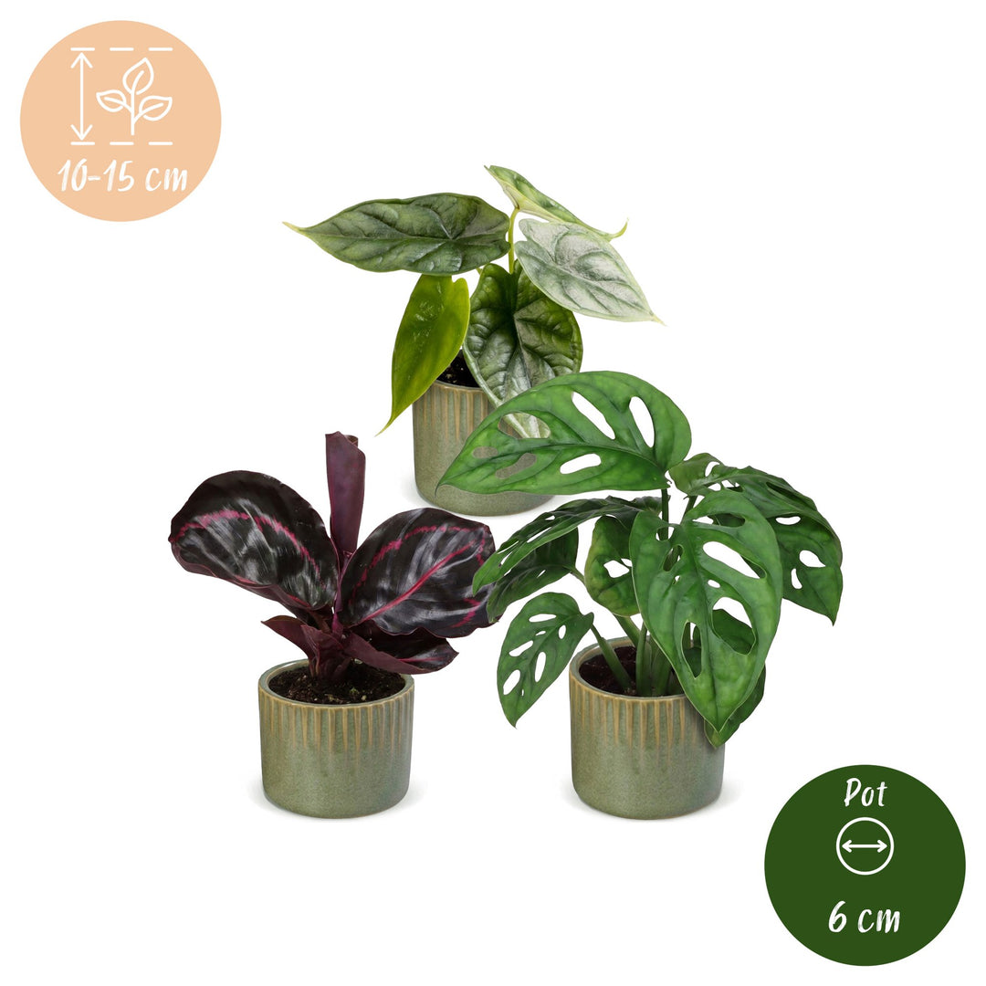 Baby Jungle Mix tropical houseplants, pack of 3, image 5