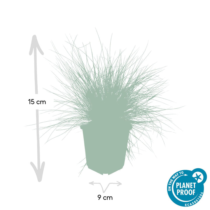6x Festuca glauca 'Elijah Bleu' - ↕10-25cm - Ø9cm