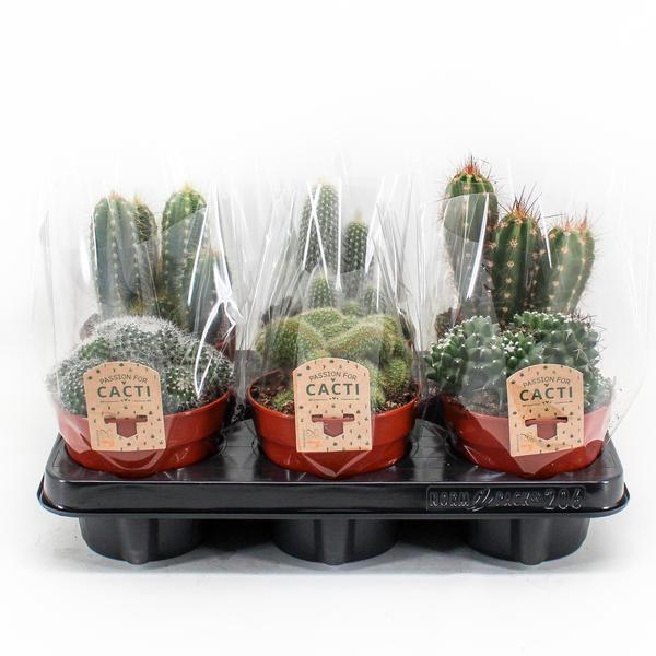 Cactus Mix 6 Plants Set - 12cm Pots - Indoor Succulent Collection