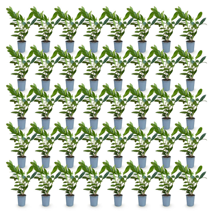 40 Prunus laurocerasus 'Caucasica' cherry laurel plants in 9cm pots, 25-35cm tall - view 2