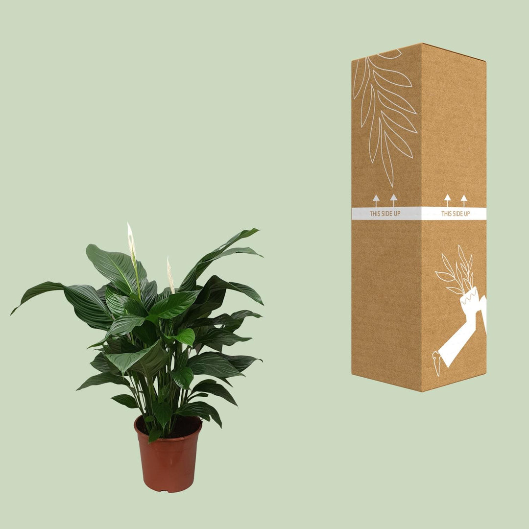 Spathiphyllum 'Sweet Silvana' Blanco (Peace Lily) |Air-Purifying & Serene!
