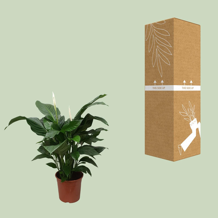 Spathiphyllum 'Sweet Silvana' Blanco (Peace Lily) |Air-Purifying & Serene!