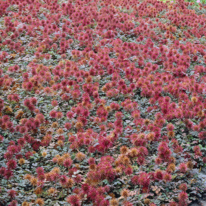 40x Acaena Kupferteppich - Bronze Ground Cover - 10-25cm - Ø9cm