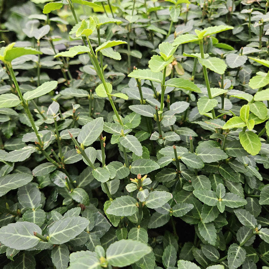 48x Wintercreeper Euonymus fortunei radicans 10-25cm Ø9cm full-plant overview, glossy evergreen hedge foliage