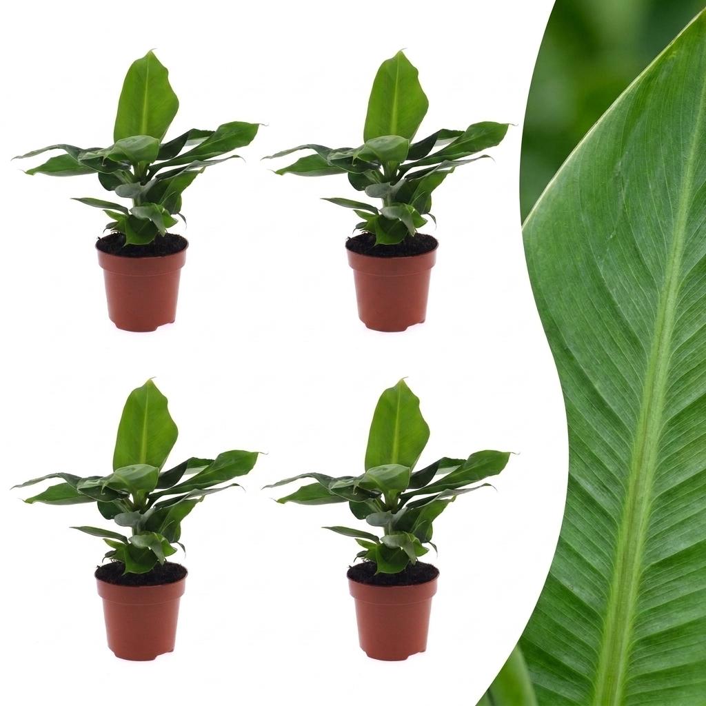 Musa Oriental Dwarf - Oriental Dwarf Banana - 4 Plants - Pot 12cm - Hoogte - 30cm