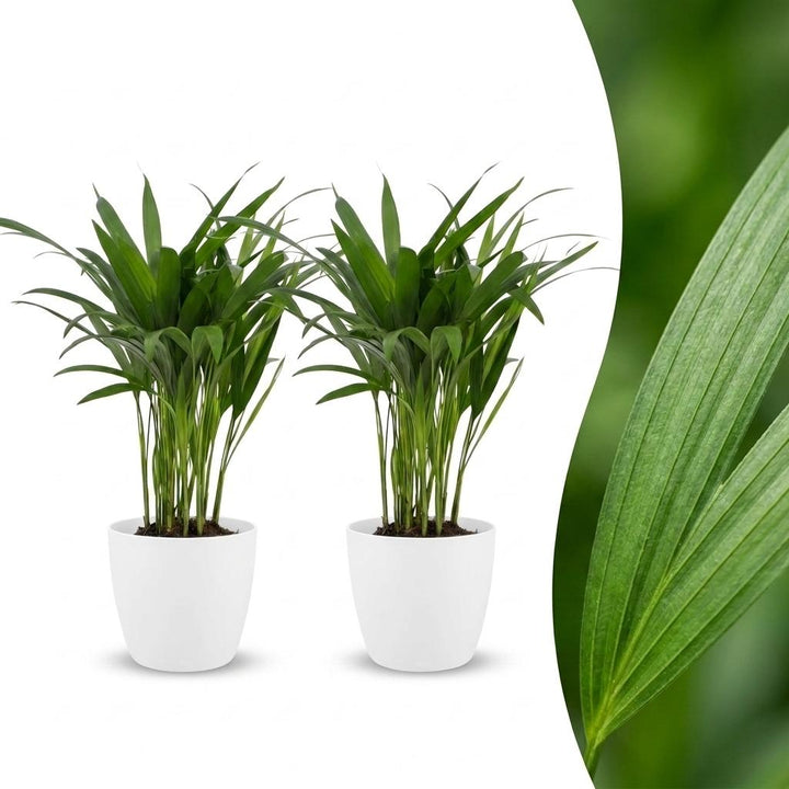 Areca Lutescens - Areca Palm - 2 Plants - met Potter Wit - Pot 12cm - Hoogte - 45cm