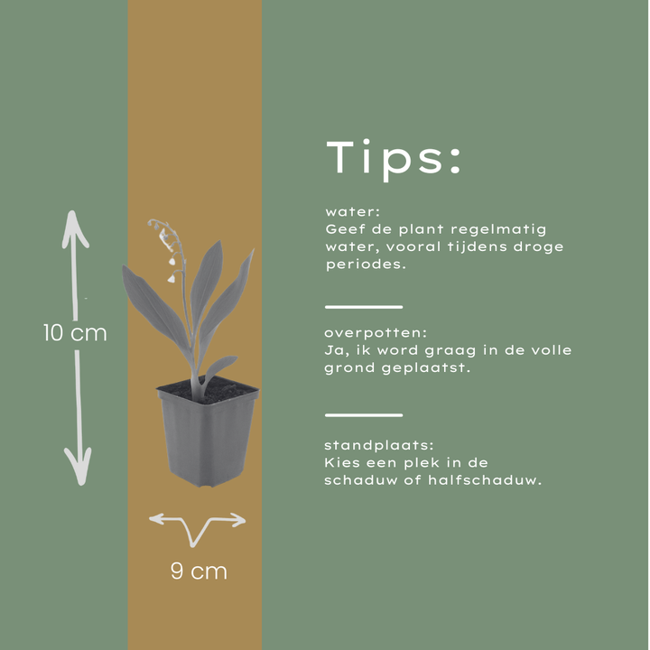 24x Convallaria majalis - ↕10-25cm - Ø9cm