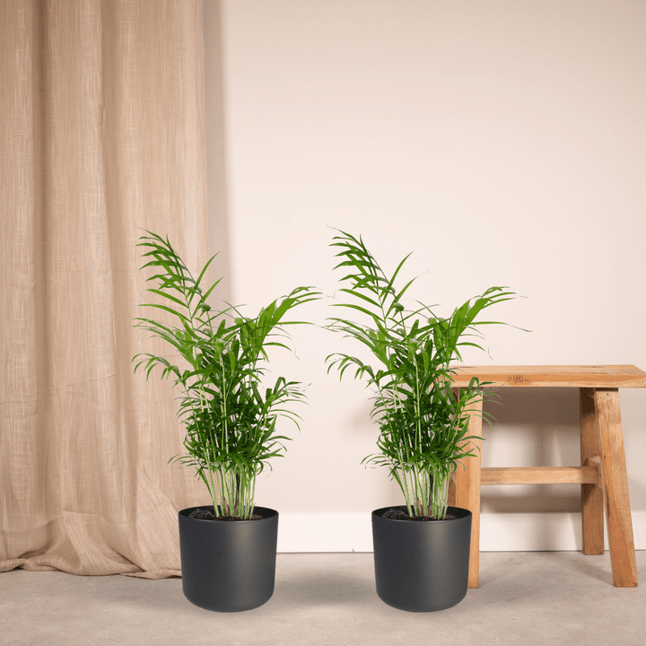 Chamaedorea Elegans Mexican Mountain Palm - 55cm Indoor Houseplant