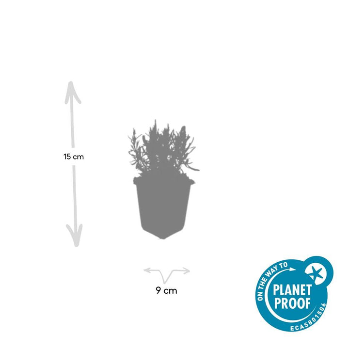 6x Lavandula ang. 'Munstead' - ↕10-25cm - Ø9cm