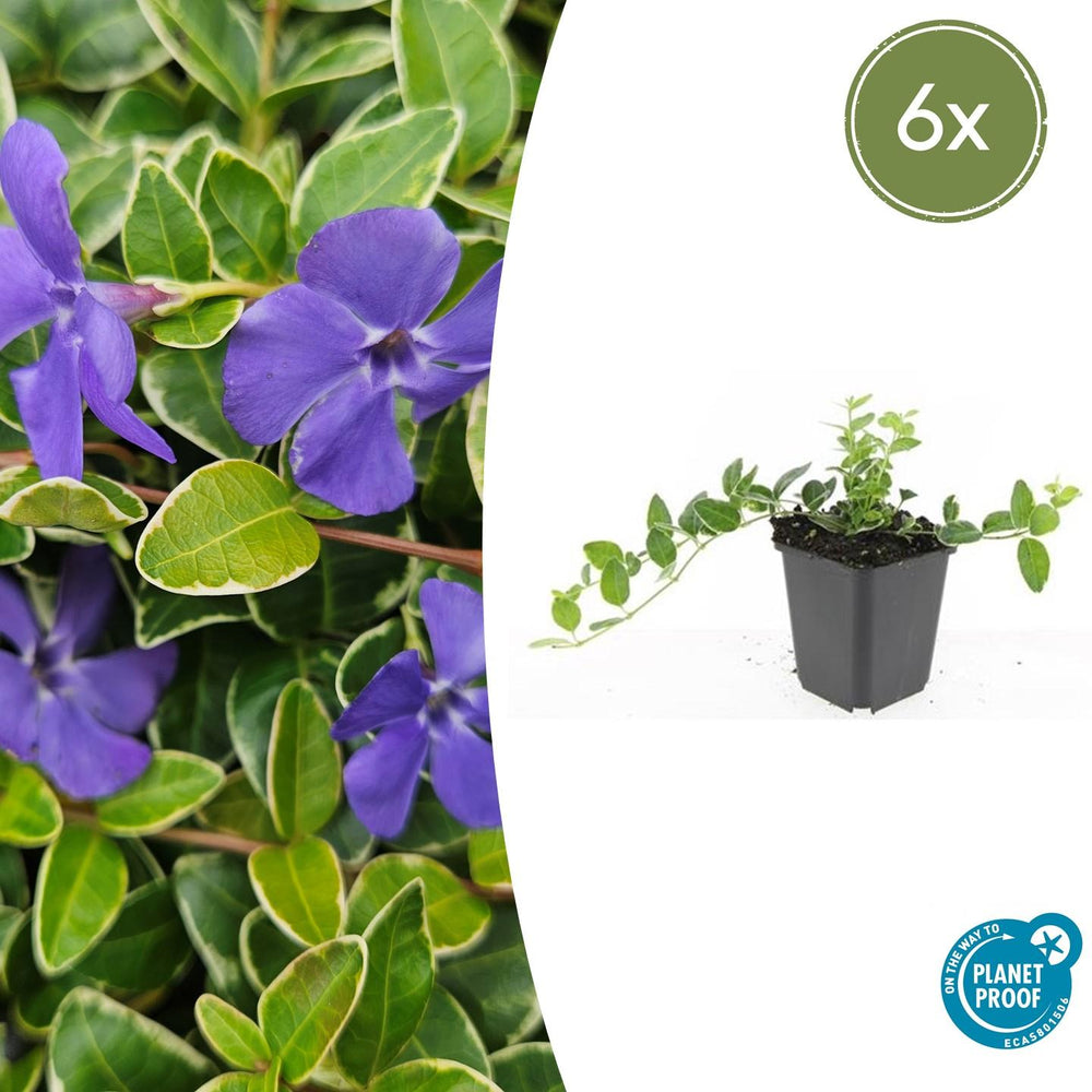 Trailing evergreen ground-cover with blue flowers close-up of 6x Vinca minor 'Ralph Shugert' - ↕10-25cm - Ø9cm
