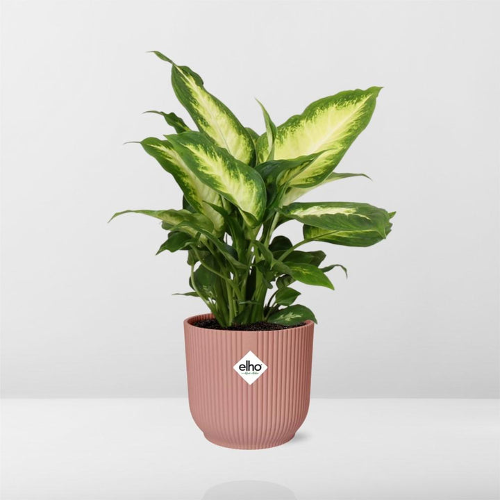 Dieffenbachia Camilla (Dieffenbachia 'Camilla') in a pink ELHO Vibes pot, view 12